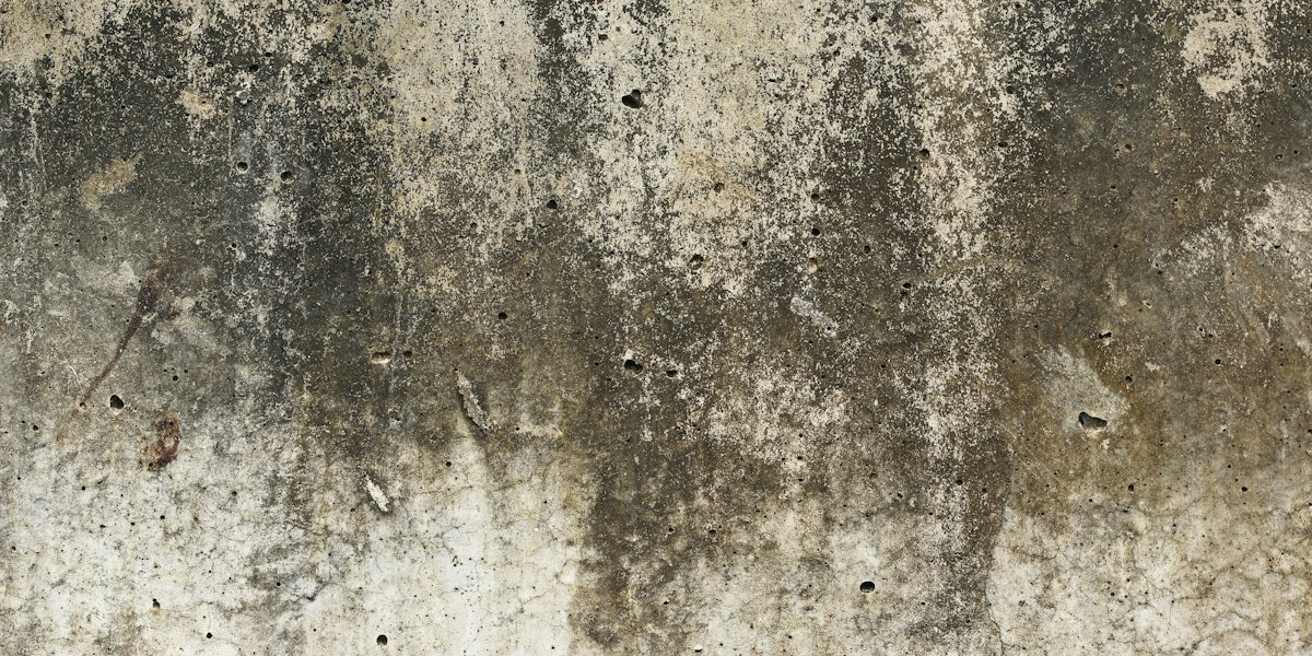 Mold growth on a water-damaged interior wall