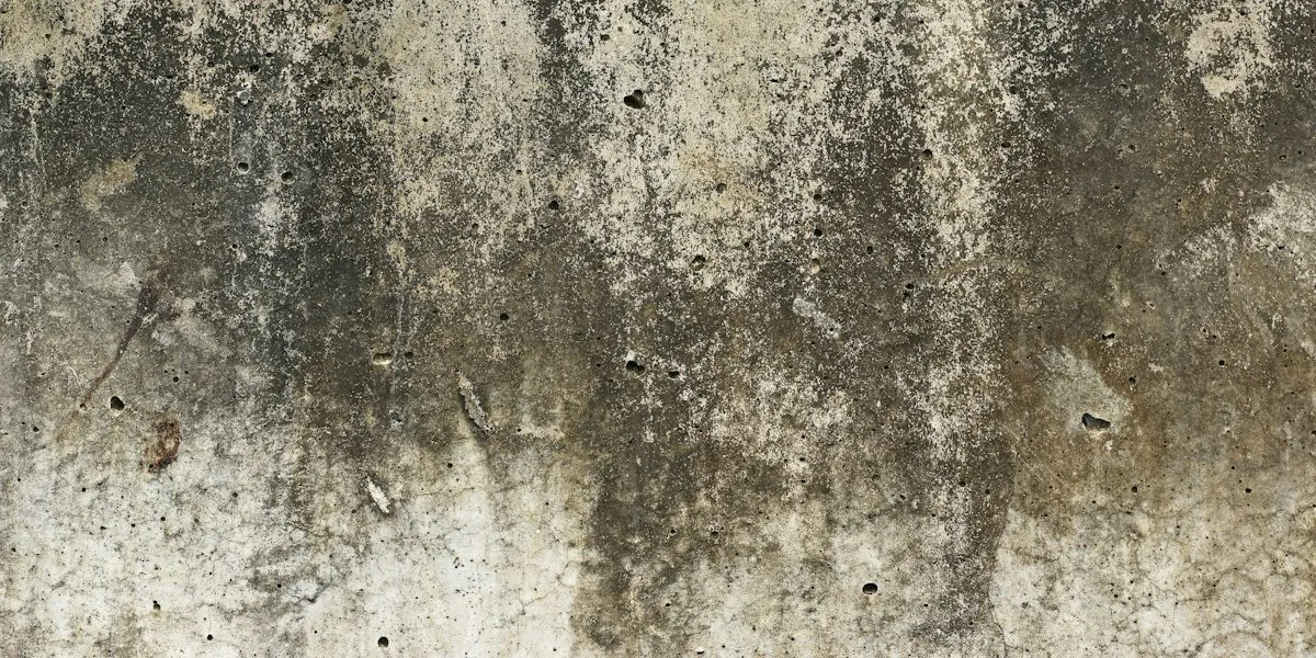 Visible dark growth and staining on a damp wall
